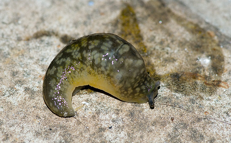 Finalmente li fotografo: Limacus flavus